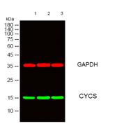 CYCS Monoclonal Antibody(4B10)