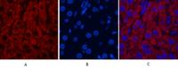 CYCS Monoclonal Antibody(4B10)