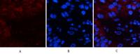 Cystatin C mouse Monoclonal Antibody(7F11)