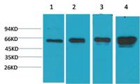 AMPK α1 Monoclonal Antibody(5G11)