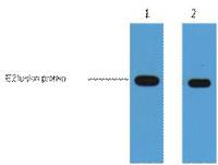 E2-Tag Monoclonal Antibody(4F8)