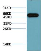 ATG5 (PTR1362) mouse mAb