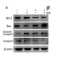 Bax (PTR1159) mouse mAb