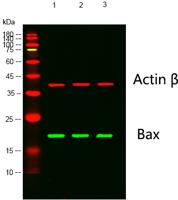 Bax (PTR1159) mouse mAb