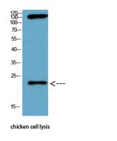 Bax (PTR1159) mouse mAb