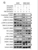 BCL-2 (PTR2303) mouse mAb