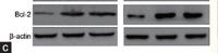 BCL-2 (PTR2303) mouse mAb