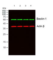 Beclin-1 mouse Monoclonal Antibody(5C2)