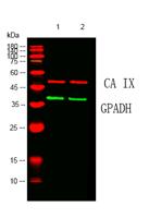 CA IX Monoclonal Antibody(12F10)