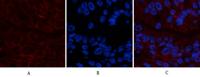 CA IX Monoclonal Antibody(12F10)