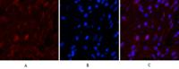 Caspase 9 Monoclonal Antibody(3-20)