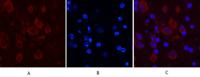 Caspase 9 Monoclonal Antibody(3-20)