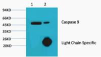 Caspase 9 Monoclonal Antibody(3-20)