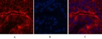 CD15 Monoclonal Antibody(Q89)