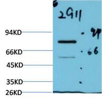 Luciferase mouse Monoclonal Antibody(2G11)