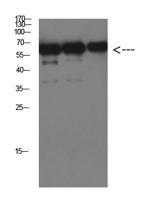 Luciferase mouse Monoclonal Antibody(6B8)