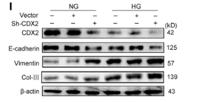 CDX2 Monoclonal Antibody(14H6)