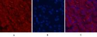 CDX2 Monoclonal Antibody(14H6)