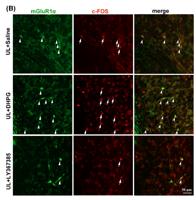 c-Fos Monoclonal Antibody(6A3)