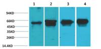 c-Fos Monoclonal Antibody(6A3)