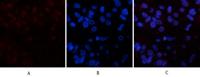 Cleaved PARP Monoclonal Antibody(Mix)