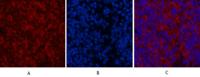 LC3A mouse Monoclonal Antibody(5G10)