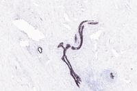 E-Cadherin (ABT270) mouse mAb