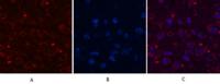 Aquaporin 4 Monoclonal Antibody(4H1)