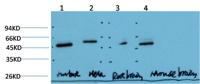 Gamma Tubulin mouse Monoclonal Antibody(6C12)