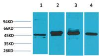 GAP-43 Monoclonal Antibody(Mix)