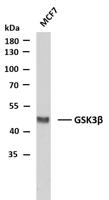 GSK3β (PTR2553) mouse mAb