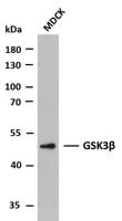 GSK3β (PTR2553) mouse mAb