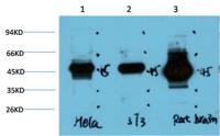 GSK3β (PTR2553) mouse mAb