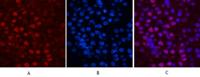 Histone H2B Monoclonal Antibody(Mix)