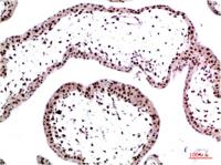 HP-1γ mouse Monoclonal Antibody(3B9)