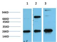 HP-1γ mouse Monoclonal Antibody(3B9)