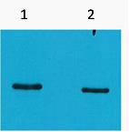 SRT-Tag Monoclonal Antibody(4H9)