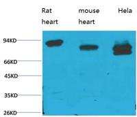 STAT3 (PTR1364) mouse mAb