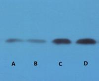 STAT3 (PTR1364) mouse mAb