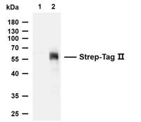 Strep-Tag II Monoclonal Antibody(7A10)