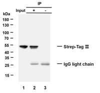 Strep-Tag II Monoclonal Antibody(7A10)