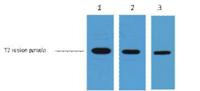 T7-Tag Monoclonal Antibody(1H5)