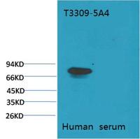 Transferrin Monoclonal Antibody(5A4)