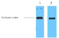 Trx-Tag Monoclonal Antibody(5H9)