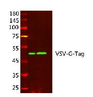 VSV-G-Tag Monoclonal Antibody(8D6)