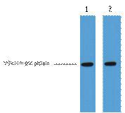 VSV-G-Tag Monoclonal Antibody(8D6)