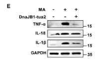 TNF-α Monoclonal Antibody(Q34)