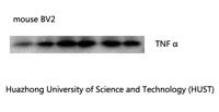 TNF-α Monoclonal Antibody(Q34)