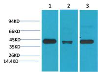 TBP/TATA Binding Protein Monoclonal Antibody(4H2)