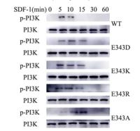 PI 3 Kinase P85α Monoclonal Antibody(3B7)